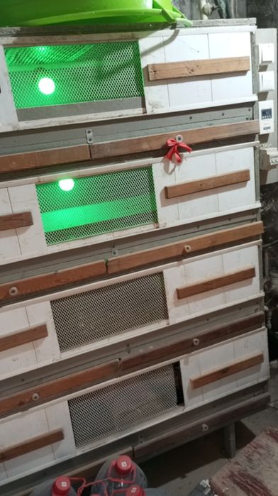 Bruder. Брудер для циплят, перепелят