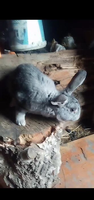 Продам кроликов срочно