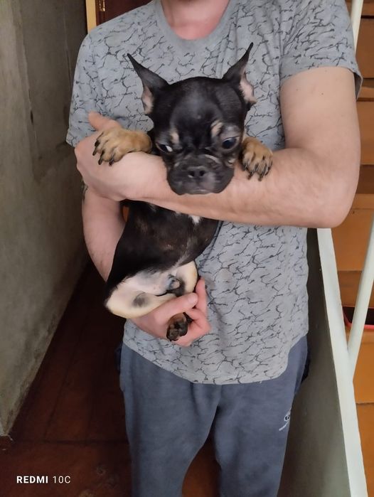 Щенки французского бульдога