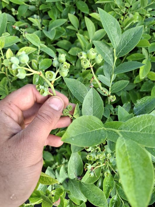 Американска боровинка в саксия 30 50см