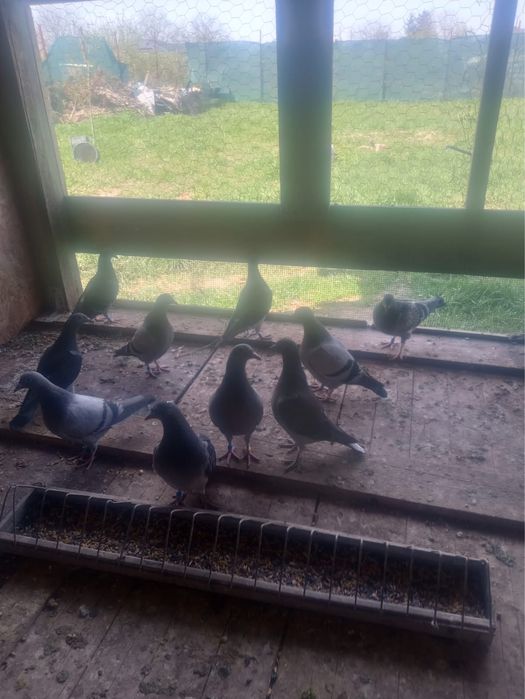 Vand porumbei maturi de anul trecut de fond si maraton si 5 de viteza demifond