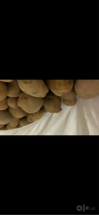 Kartoshka/50 tn Farg’ona viloyati, Quva tumani, Navruz MMTP