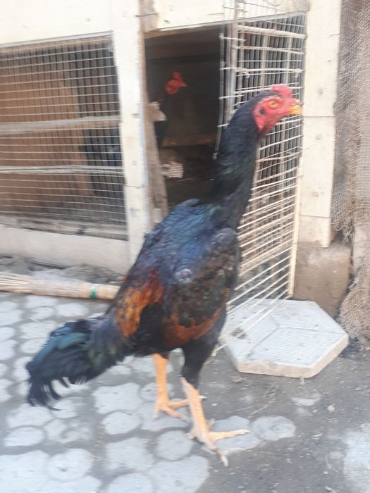 Dakan xurozlari sotiladi