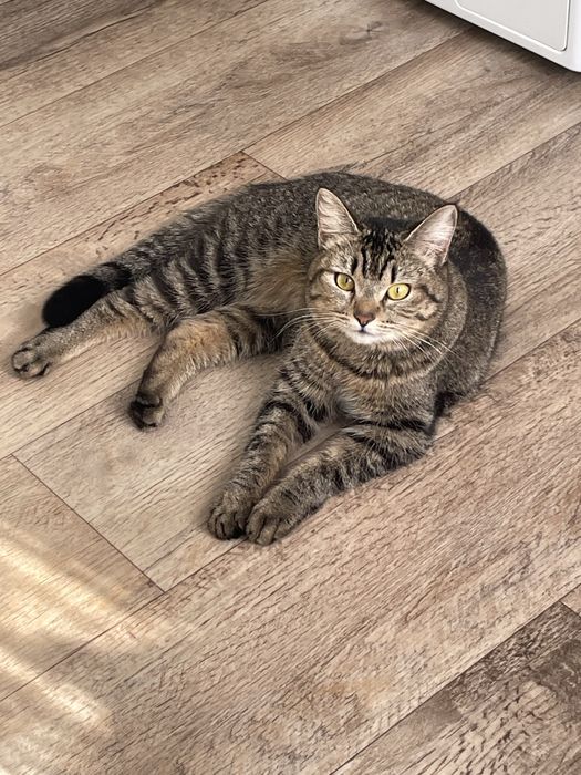 Отдам кошечку в добрые руки