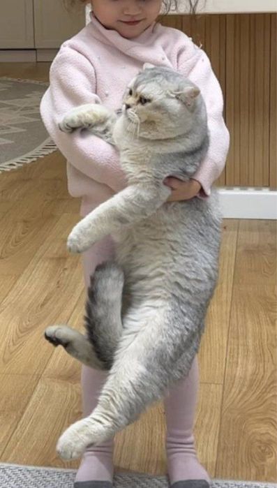 Вязка ! Кот серебрестая Шиншилла. Вязкага киз мушук таклиф киламиз