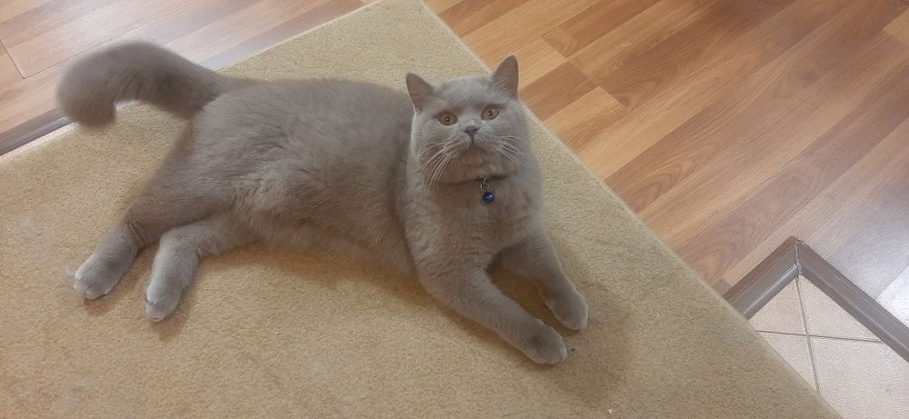 Продается 10-месячный шотландец