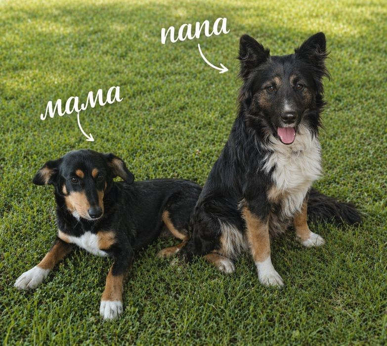 Щенки бесплатно очень милые