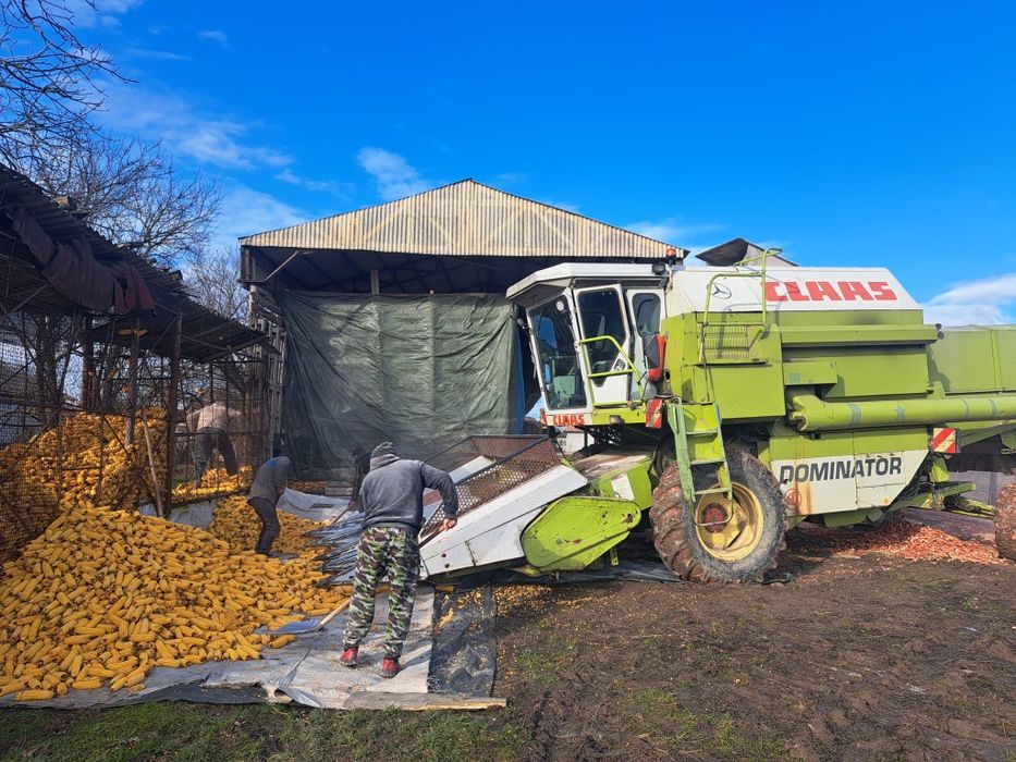 Porumb boabe de vinzare