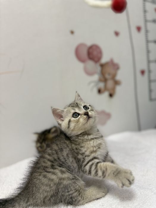 Scottish strayt o’g’il bola 2oylik bo’ladi