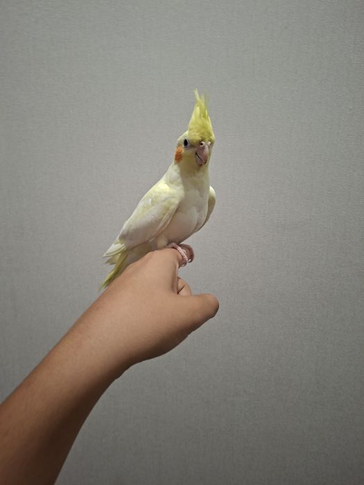 Продам попугая корелла