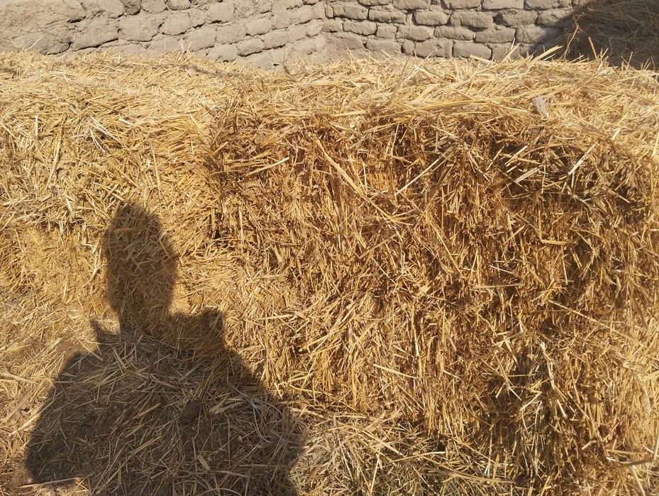 Сомон прес сотилади