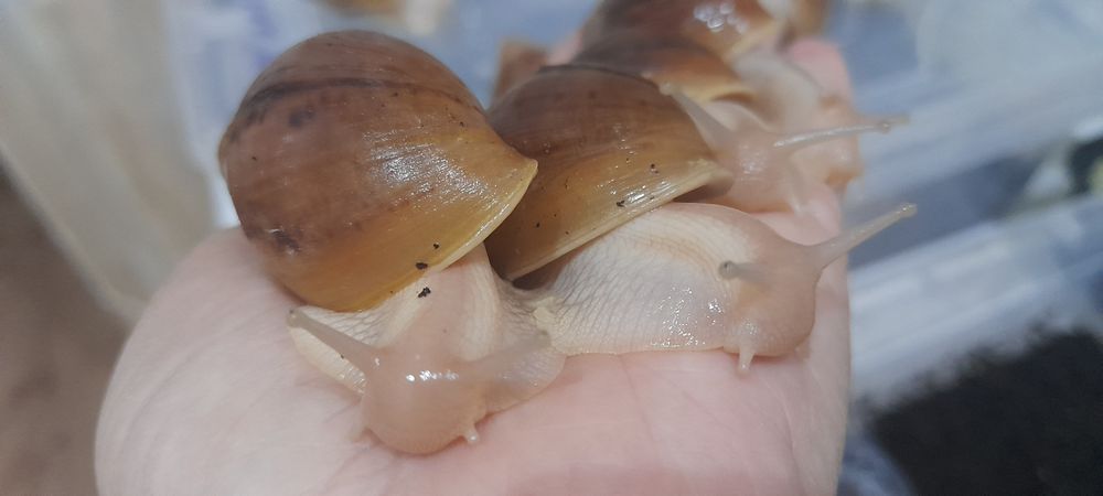 Улитки ахатины иммакулята