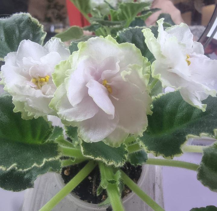 Фиалки детки  фиалки