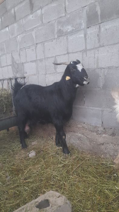 Продаётся дойная каза Битал