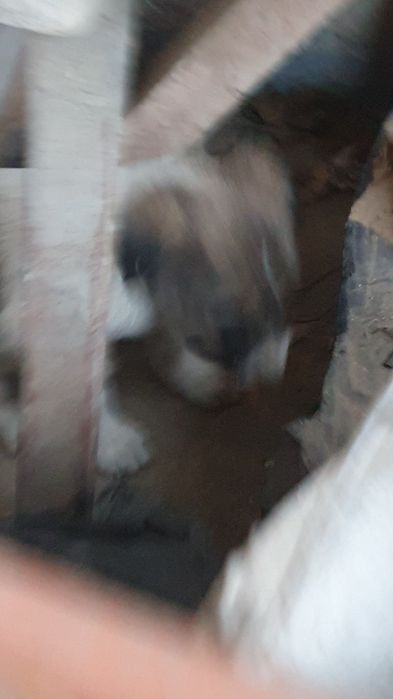 Щенки нуждаются в доме