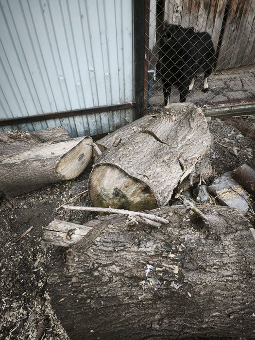 Бесплатно. Отдам дрова. Самовывоз.