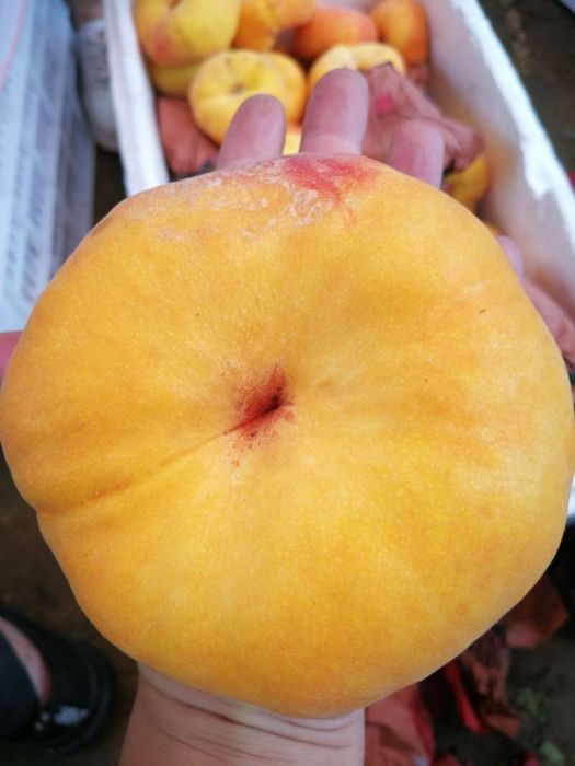 ANJIR SHoftolini barcha turidan bor arginal padvoyda sogʻlom kuchatlar