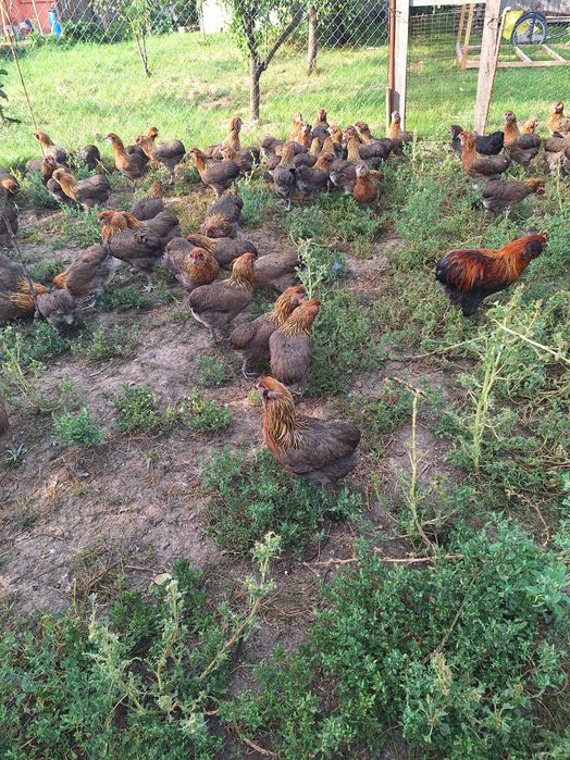 Araucana femele 2025 !!!