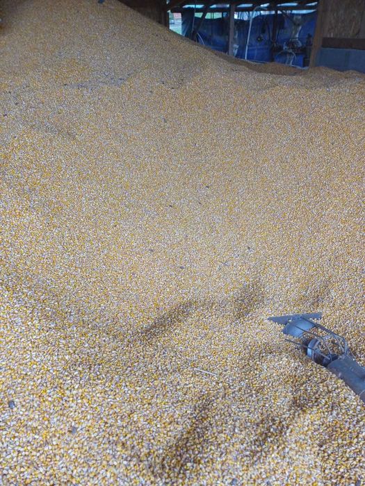 Porumb calitate buna, uscat