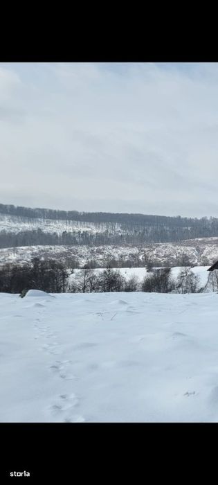 Teren Campulung (Arges) - Albestii de Muscel
