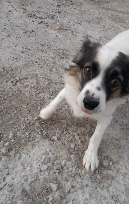 собачку-девочку отдадим в добрые руки