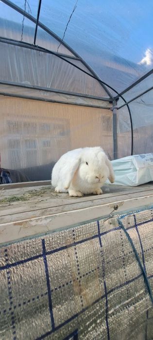 Куен болалари сотилади 30кун 35кун 42кун