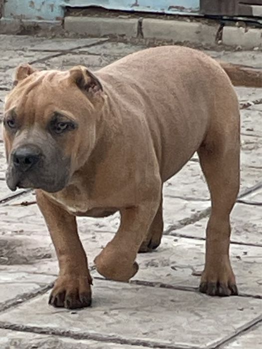 Щенки американский булли