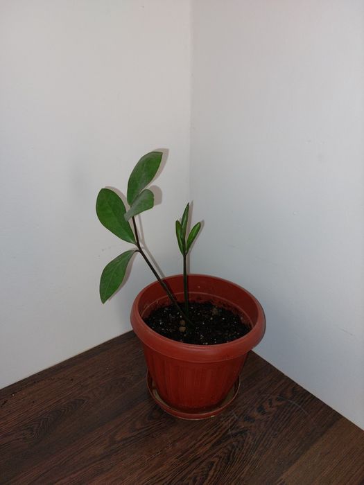 Комнатные цветы разные