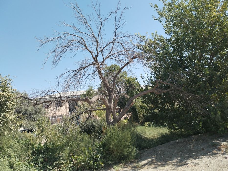 Утин учун дарахт сотилади