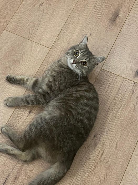 Отдам в добрые руки кошечку