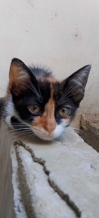 Подарявам котета