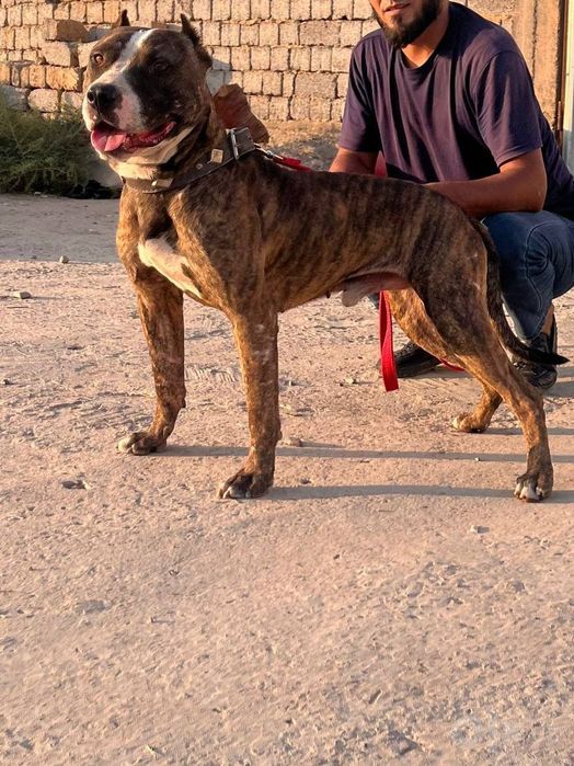 Pitbul sotiladi 30 kg
