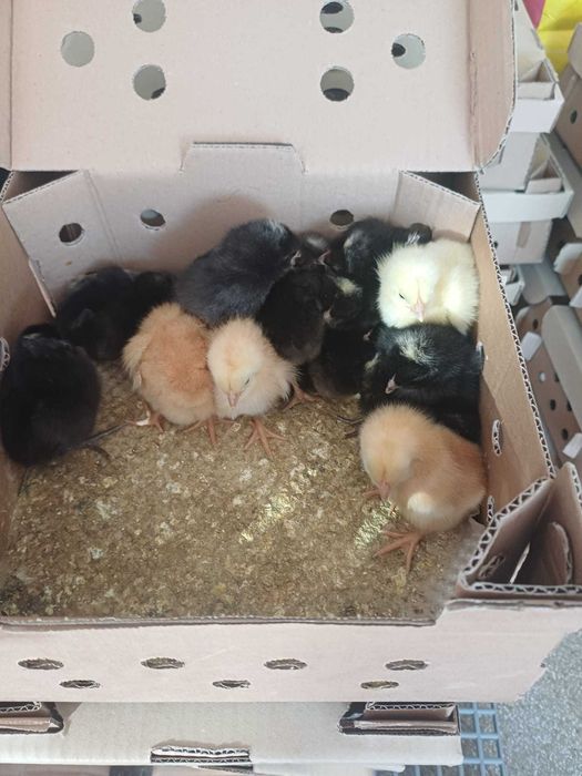 Pui de o zi, rate Moulard de o zi, bibilica, gasca