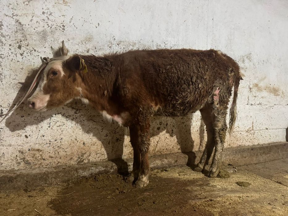 Бір жасар  Ұрғашы баспақ