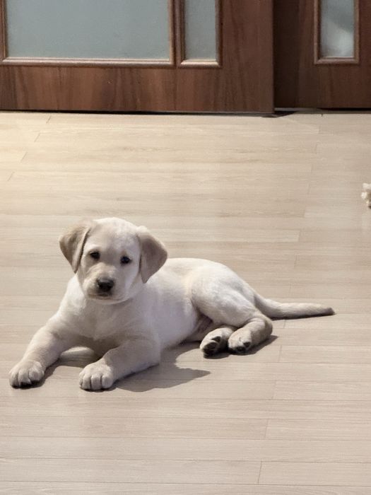 Caine Labrador Retriever