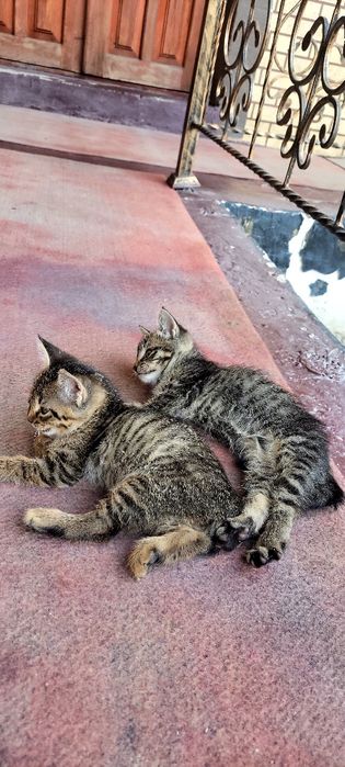 Alika Smexova jinsiy aloqa video