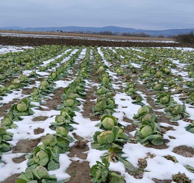 Vand varza de toamna