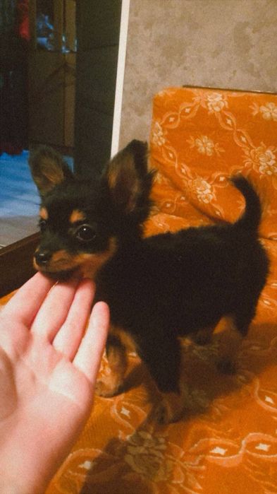 Самец ищет свою Самку