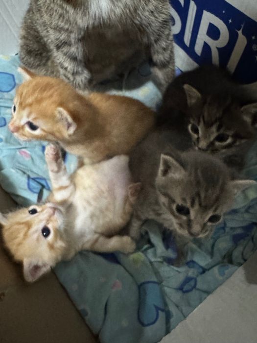 Отдам котят в хорошие руки