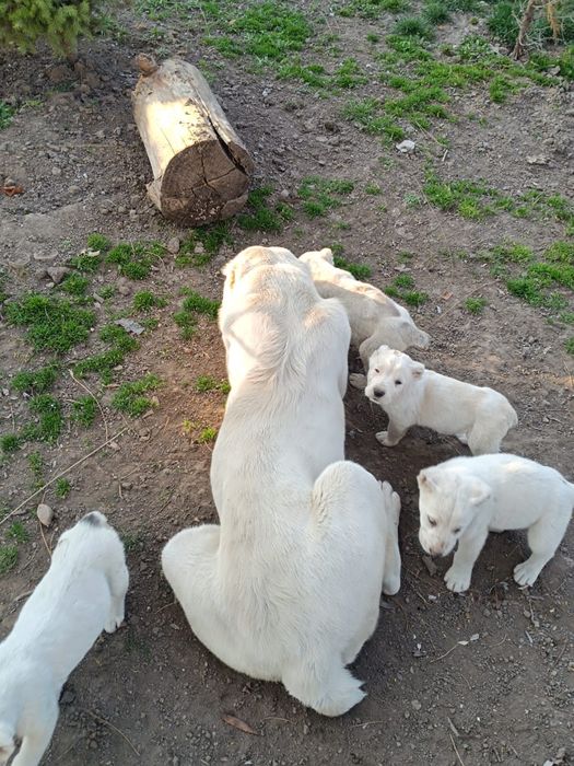 Щенки Алабайчики