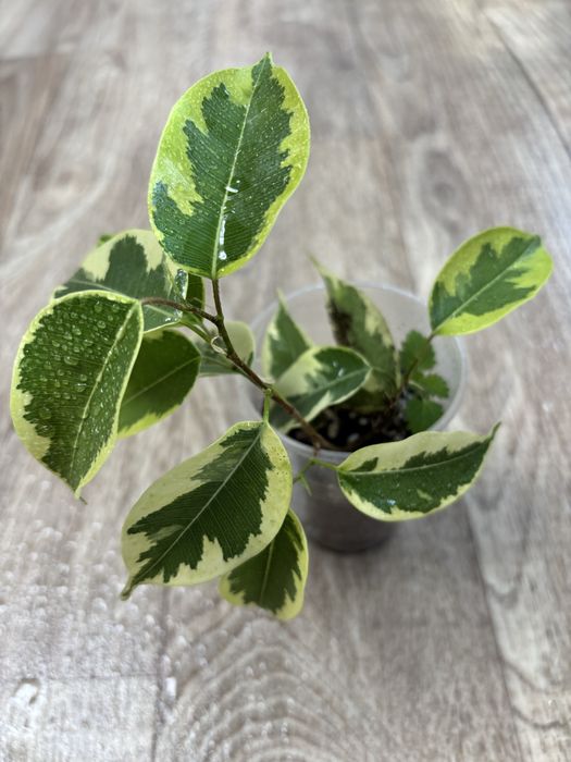 Продам Комнатные цветы