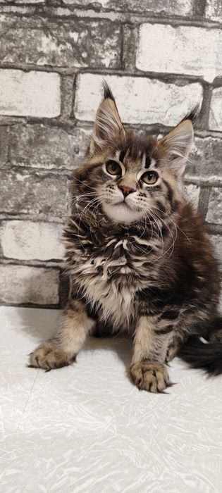 Main Coon pui cu acte