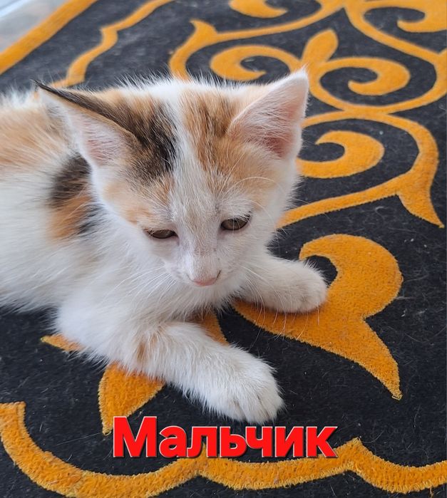 Отдам котенков в хорошие руки