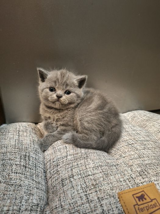 Британски котенца