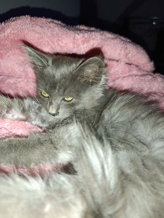 ОЧЕНЬ СРОЧНО В самые любящие руки котёнок девочка