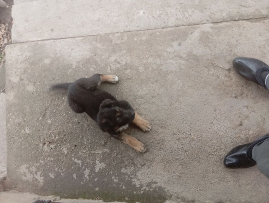 Щенок немецкой овчарки