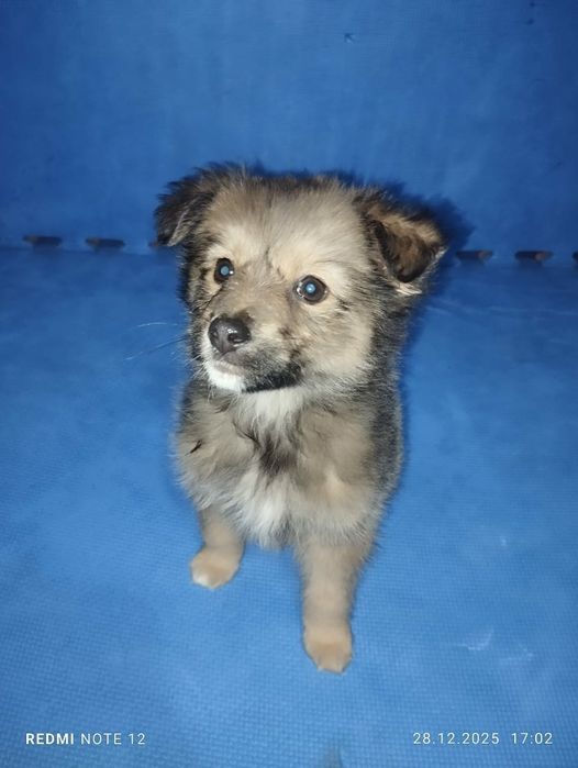 Отдам щенка девочка