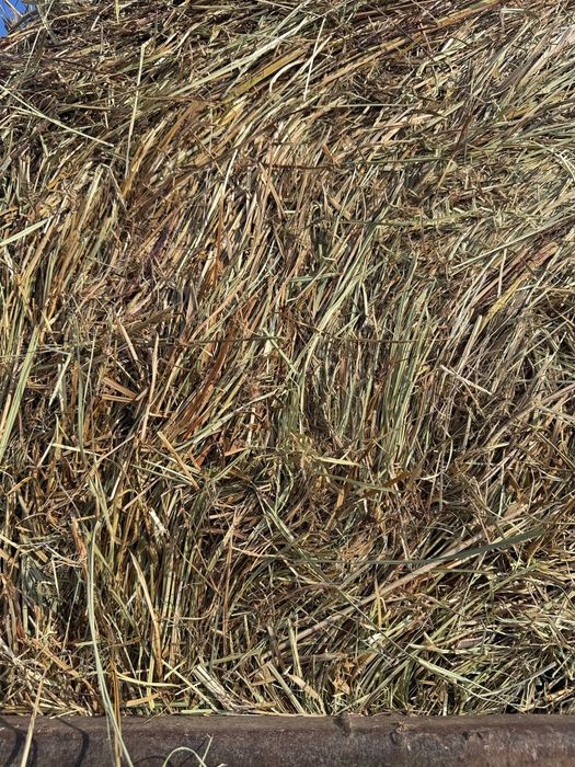 Сено зелёнка луговая. 300кг