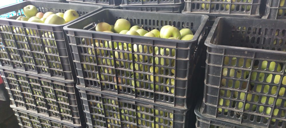 Продам яблоки золотой