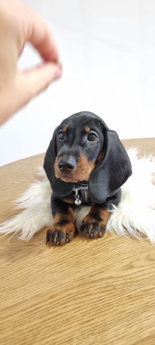 Teckel dachshund pedigree FCI, mascul